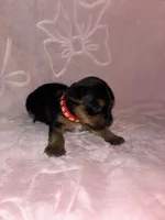 Red Female, a female Yorkshire Terrier for sale in Mount Sterling, KY – 1 of 4