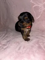 Red Female, a female Yorkshire Terrier for sale in Mount Sterling, KY – 3 of 4