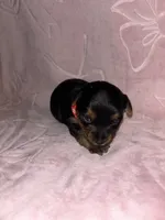 Red Female, a female Yorkshire Terrier for sale in Mount Sterling, KY – 2 of 4