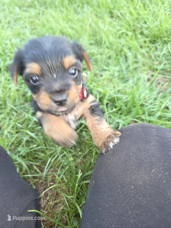 Red Female – Yorkshire Terrier puppy for sale in Mount Sterling, KY