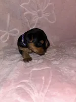 Purple Female, a female Yorkshire Terrier for sale in Mount Sterling, KY – 3 of 3