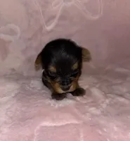 Female, a female Yorkshire Terrier for sale in Mount Sterling, KY – 2 of 3