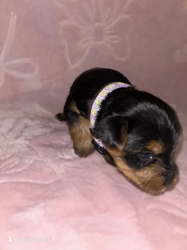 Lilac Female – Yorkshire Terrier puppy for sale in Mount Sterling, KY