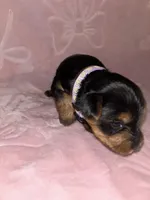 Lilac Female, a female Yorkshire Terrier for sale in Mount Sterling, KY – 1 of 3