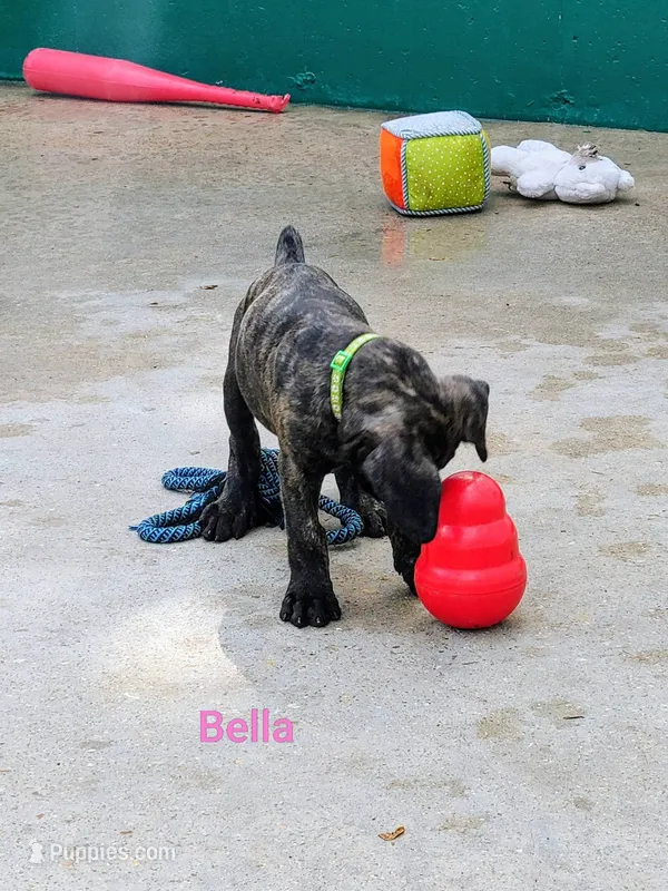 Bella – Cane Corso puppy for sale in Mountain Home, AR