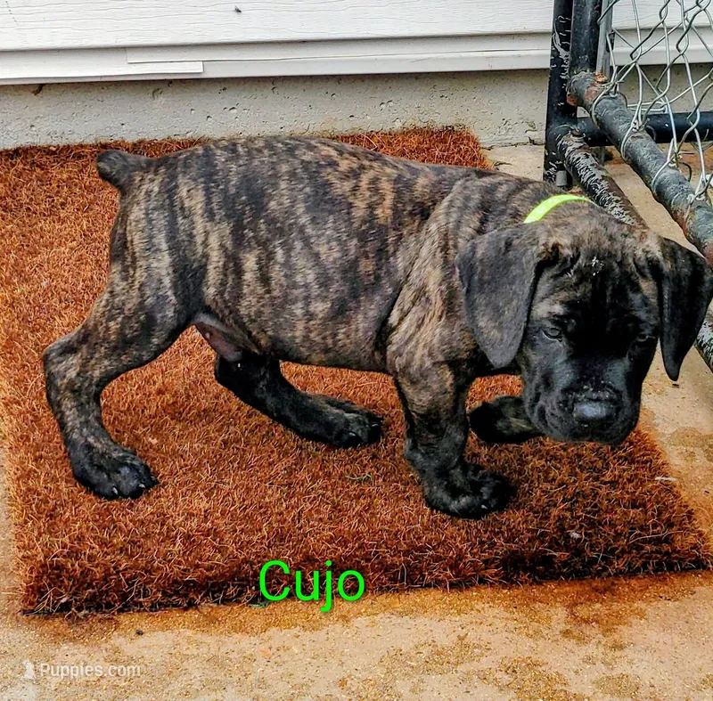 Cujo – Cane Corso puppy for sale in Mountain Home, AR