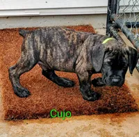 Cujo, a male Cane Corso for sale in Mountain Home, AR – 1 of 8