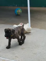Harley, a female Cane Corso for sale in Mountain Home, AR – 2 of 10