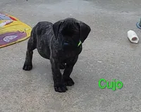 Cujo, a male Cane Corso for sale in Mountain Home, AR – 3 of 8