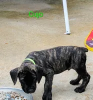 Cujo, a male Cane Corso for sale in Mountain Home, AR – 5 of 8