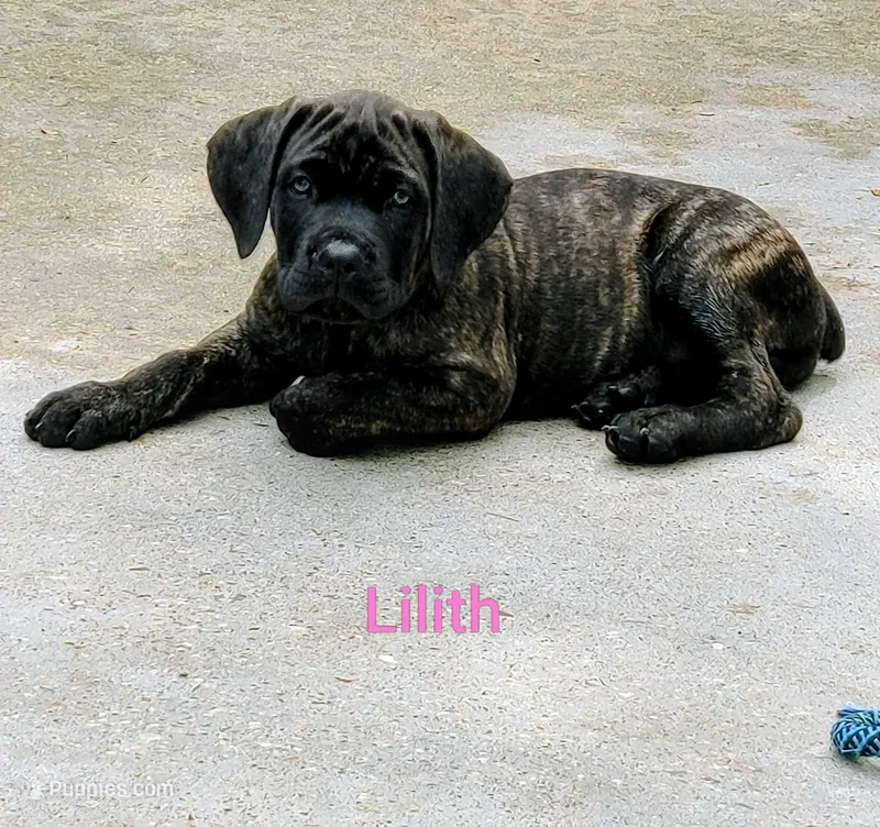 Lilith – Cane Corso puppy for sale in Mountain Home, AR