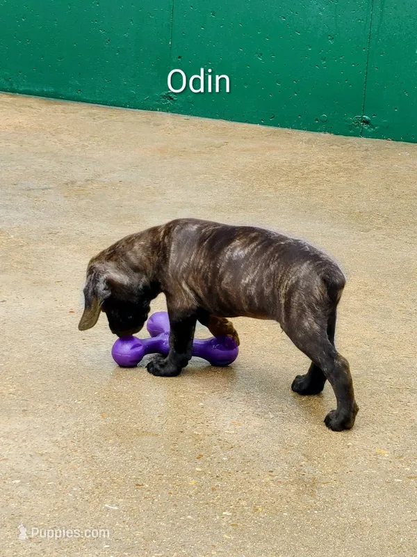 Odin – Cane Corso puppy for sale in Mountain Home, AR