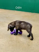 Odin, a male Cane Corso for sale in Mountain Home, AR – 1 of 9