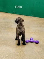 Odin, a male Cane Corso for sale in Mountain Home, AR – 4 of 9