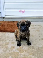 Gigi, a female Cane Corso for sale in Mountain Home, AR – 5 of 9