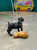 Diesel, a male Cane Corso for sale in Mountain Home, AR – 6 of 9