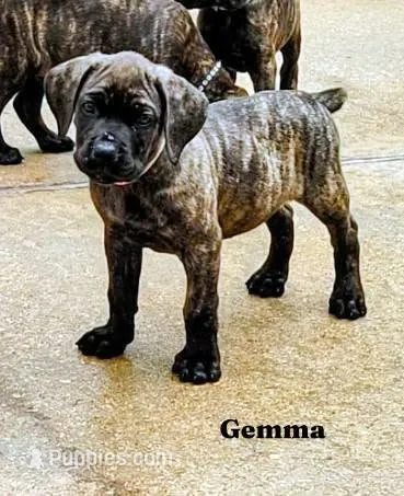Gemma – Cane Corso puppy for sale in Mountain Home, AR