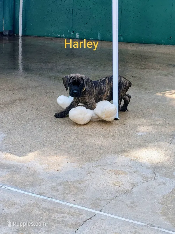 Harley – Cane Corso puppy for sale in Mountain Home, AR
