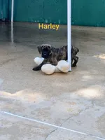 Harley, a female Cane Corso for sale in Mountain Home, AR – 1 of 10