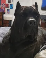 Bella, a female Cane Corso for sale in Mountain Home, AR – 6 of 8