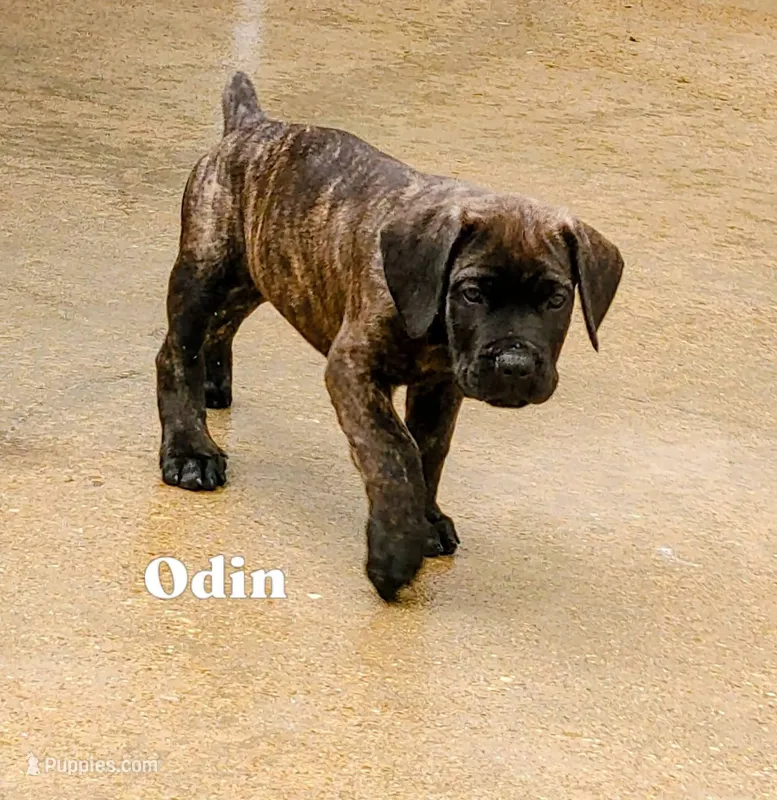Odin – Cane Corso puppy for sale in Mountain Home, AR