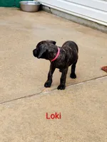 Loki, a male Cane Corso for sale in Mountain Home, AR – 5 of 10