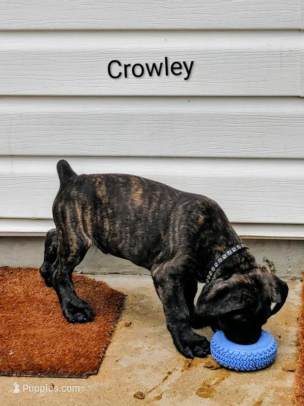 Crowley – Cane Corso puppy for sale in Mountain Home, AR
