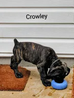 Crowley, a male Cane Corso for sale in Mountain Home, AR – 1 of 9