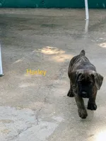 Harley, a female Cane Corso for sale in Mountain Home, AR – 3 of 10