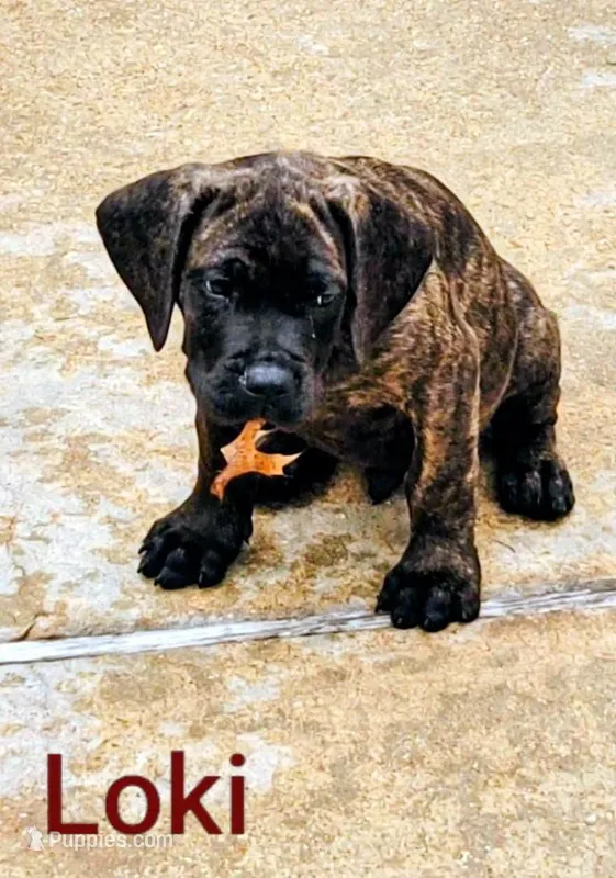 Loki – Cane Corso puppy for sale in Mountain Home, AR