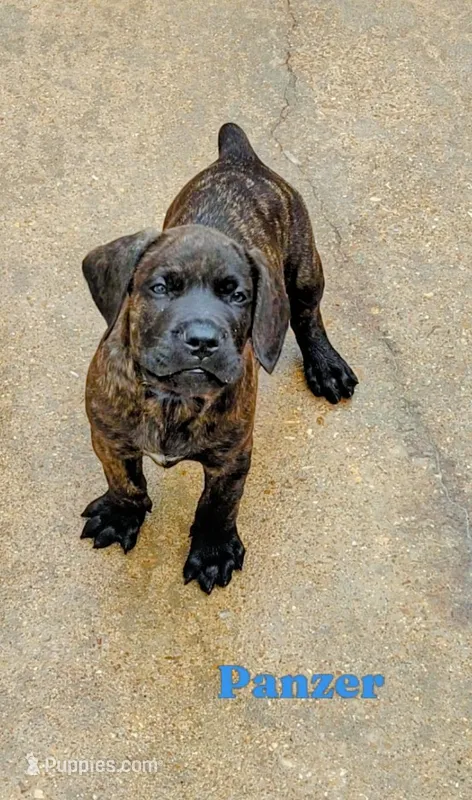 Panzer – Cane Corso puppy for sale in Mountain Home, AR