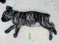 Lycan, a male Cane Corso for sale in Mountain Home, AR – 7 of 10