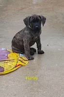 Harley, a female Cane Corso for sale in Mountain Home, AR – 4 of 10