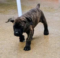 Bella, a female Cane Corso for sale in Mountain Home, AR – 5 of 8