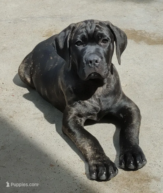 Dozer – Cane Corso puppy for sale in Mountain Home, AR