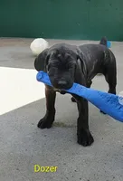 Dozer, a male Cane Corso for sale in Mountain Home, AR – Photo 2 of 9