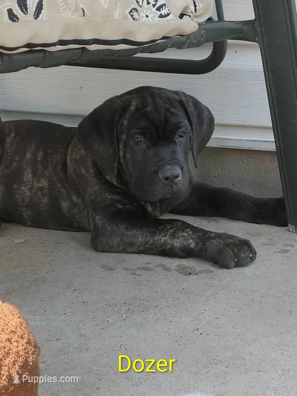 Dozer – Cane Corso puppy for sale in Mountain Home, AR