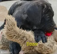 Dozer, a male Cane Corso for sale in Mountain Home, AR – Photo 6 of 9