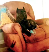 Dozer, a male Cane Corso for sale in Mountain Home, AR – Photo 7 of 9