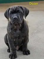 Dozer, a male Cane Corso for sale in Mountain Home, AR – Photo 5 of 9