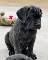 Dozer, a male Cane Corso for sale in Mountain Home, AR – Photo 4 of 9