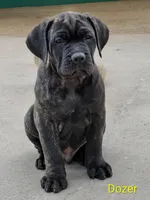 Dozer, a male Cane Corso for sale in Mountain Home, AR – Photo 3 of 9