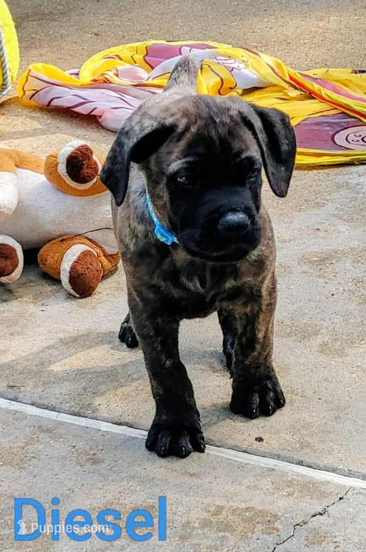 Diesel – Cane Corso puppy for sale in Mountain Home, AR