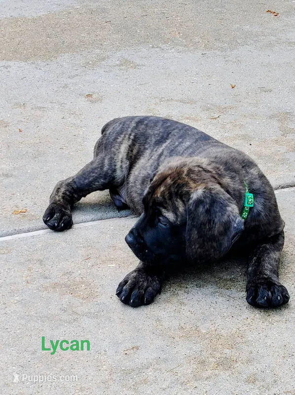 Lycan – Cane Corso puppy for sale in Mountain Home, AR
