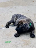 Lycan, a male Cane Corso for sale in Mountain Home, AR – 1 of 10