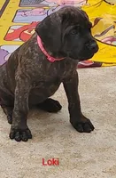 Loki, a male Cane Corso for sale in Mountain Home, AR – 2 of 10