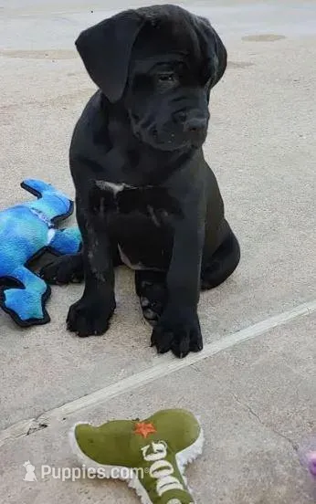 Lilith – Cane Corso puppy for sale in Mountain Home, AR