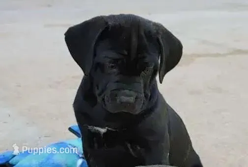 Lilith – Cane Corso puppy for sale in Mountain Home, AR