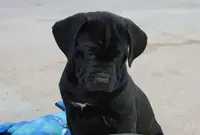 Lilith, a female Cane Corso for sale in Mountain Home, AR – Photo 1 of 8