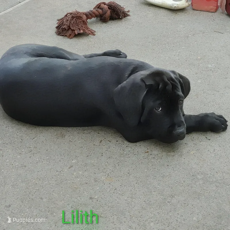 Lilith – Cane Corso puppy for sale in Mountain Home, AR